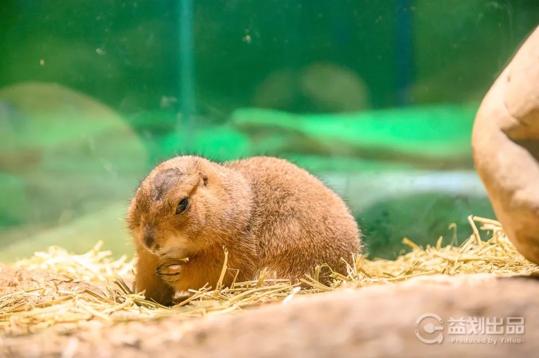 大连么么哒动物园 (大连小众动物园)