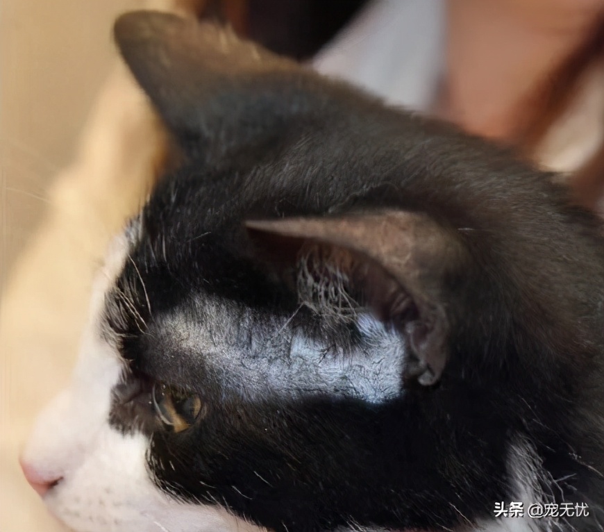 猫咪感染癣,猫咪感染猫癣怎么办