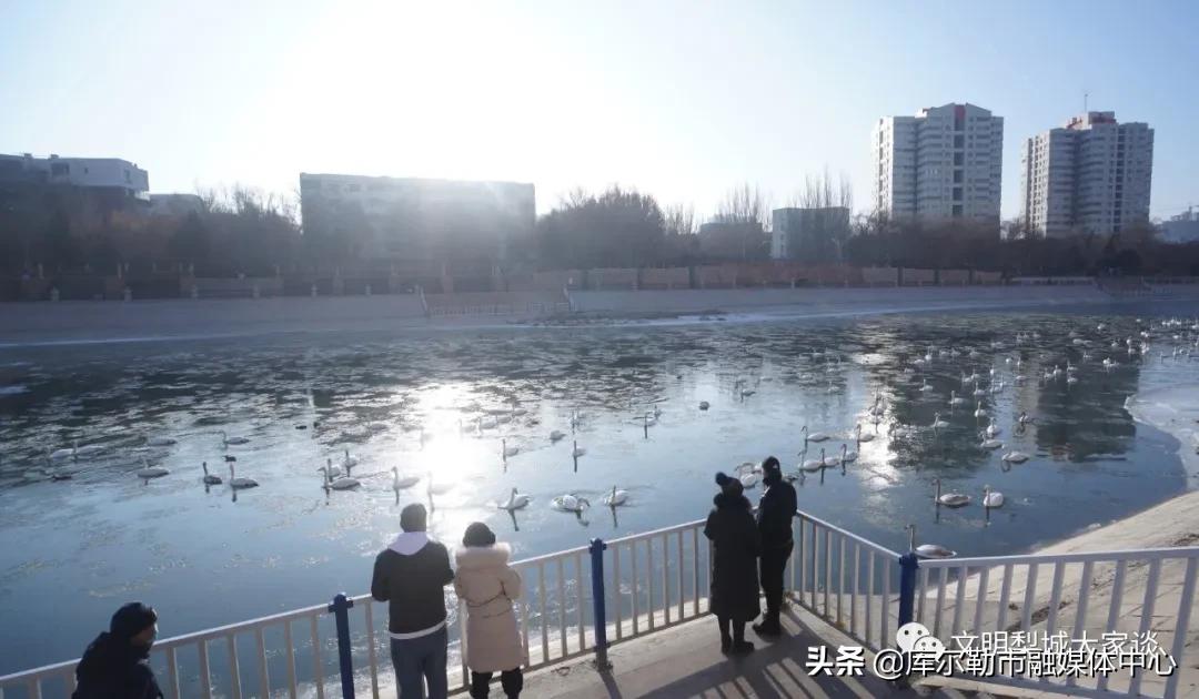 天鹅带着梨城“飞”向全国