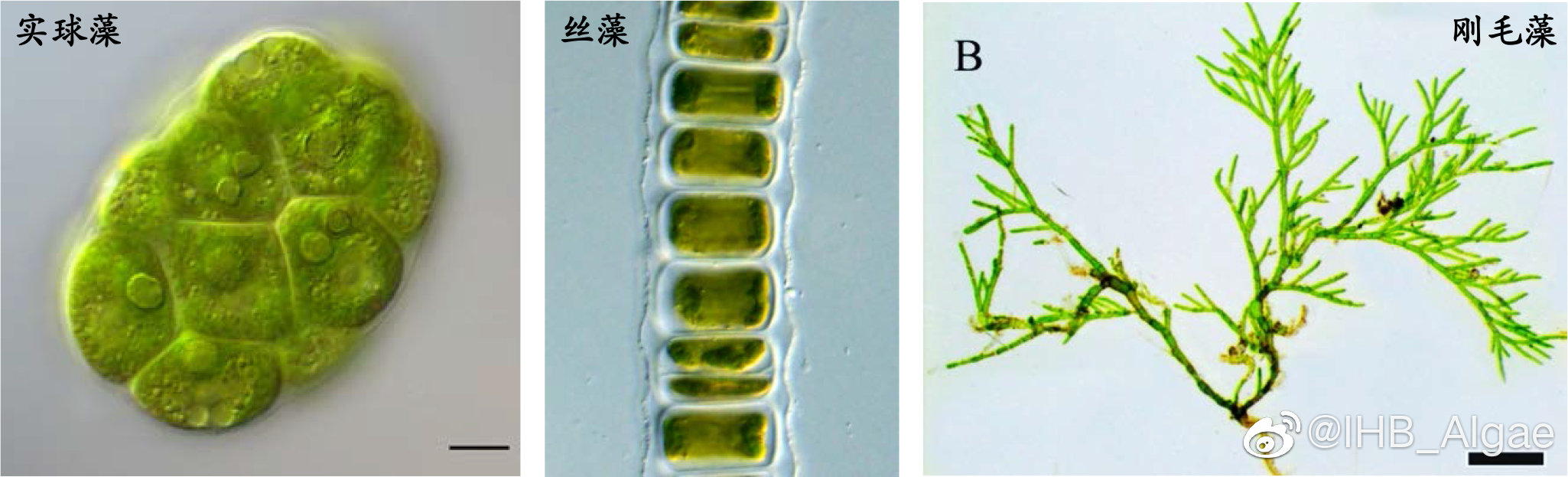 什么是藻类,什么是藻类菜