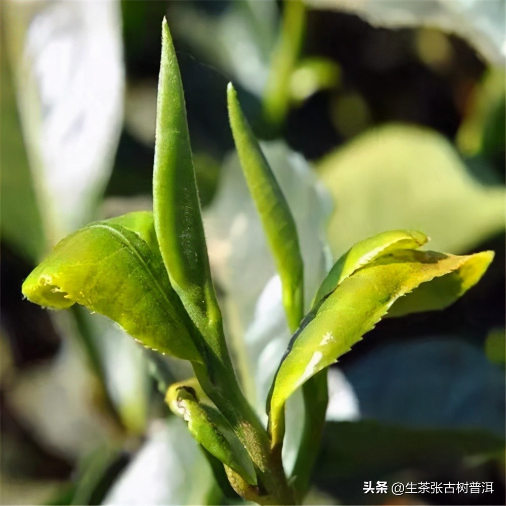 普洱茶有保质期吗如何保存,普洱茶生茶一般保存多久