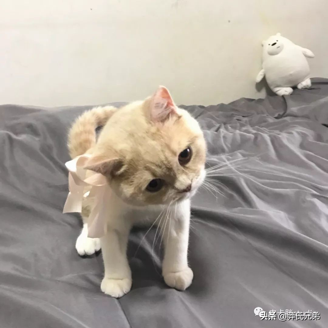 可爱小奶猫刚生出成长日记,一只小奶猫的成长过程