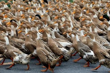 水禽常见疾病及治疗方法,水禽用药