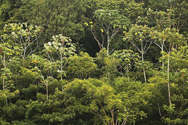 亚马逊雨林到底有多恐怖科普,人类活动对亚马逊雨林的影响