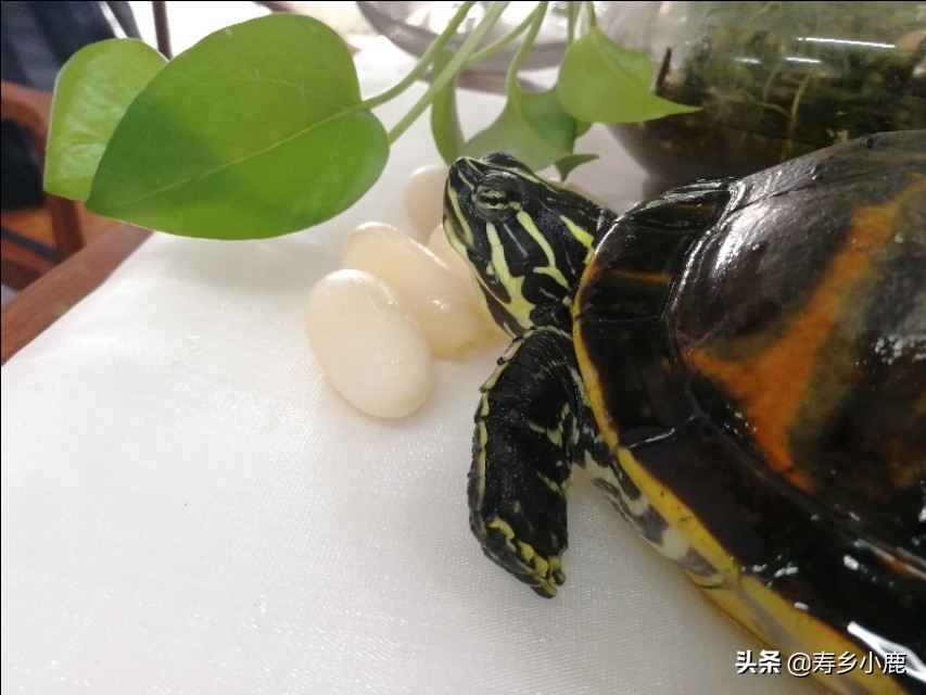 黄喉石金钱龟怎么养,黄喉拟水龟石金钱龟