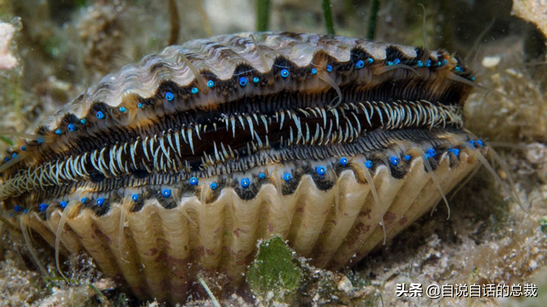 蛏子与小人蚬的区别,贻贝蛤蜊有什么区别