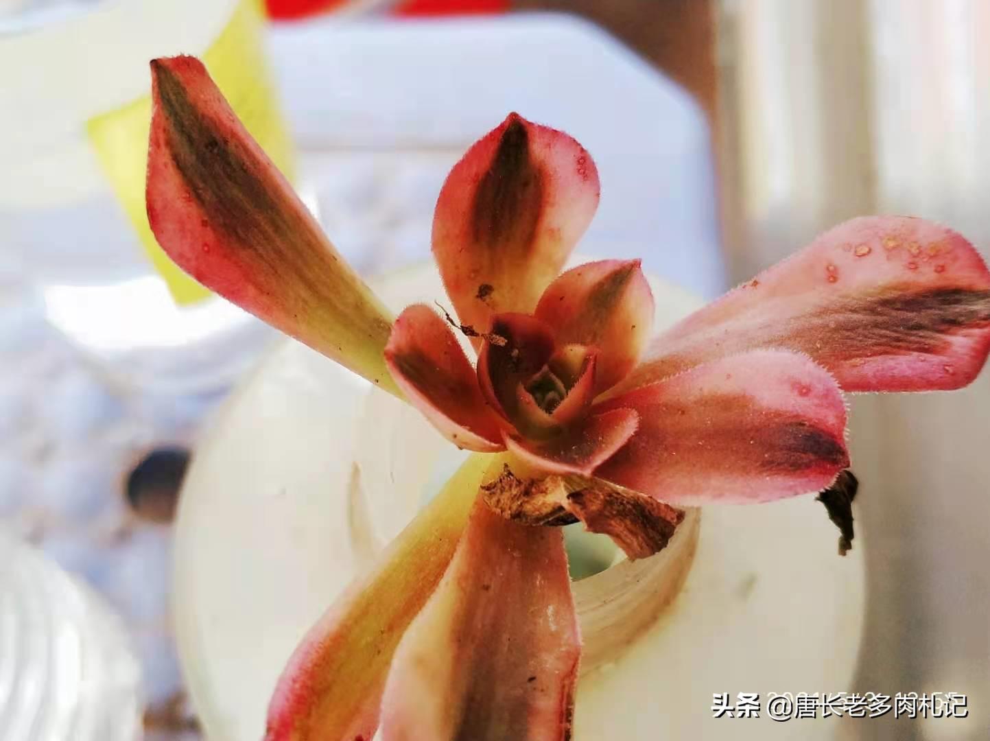 多肉法师掉下来的分枝,多肉法师剩下一个杆怎么办