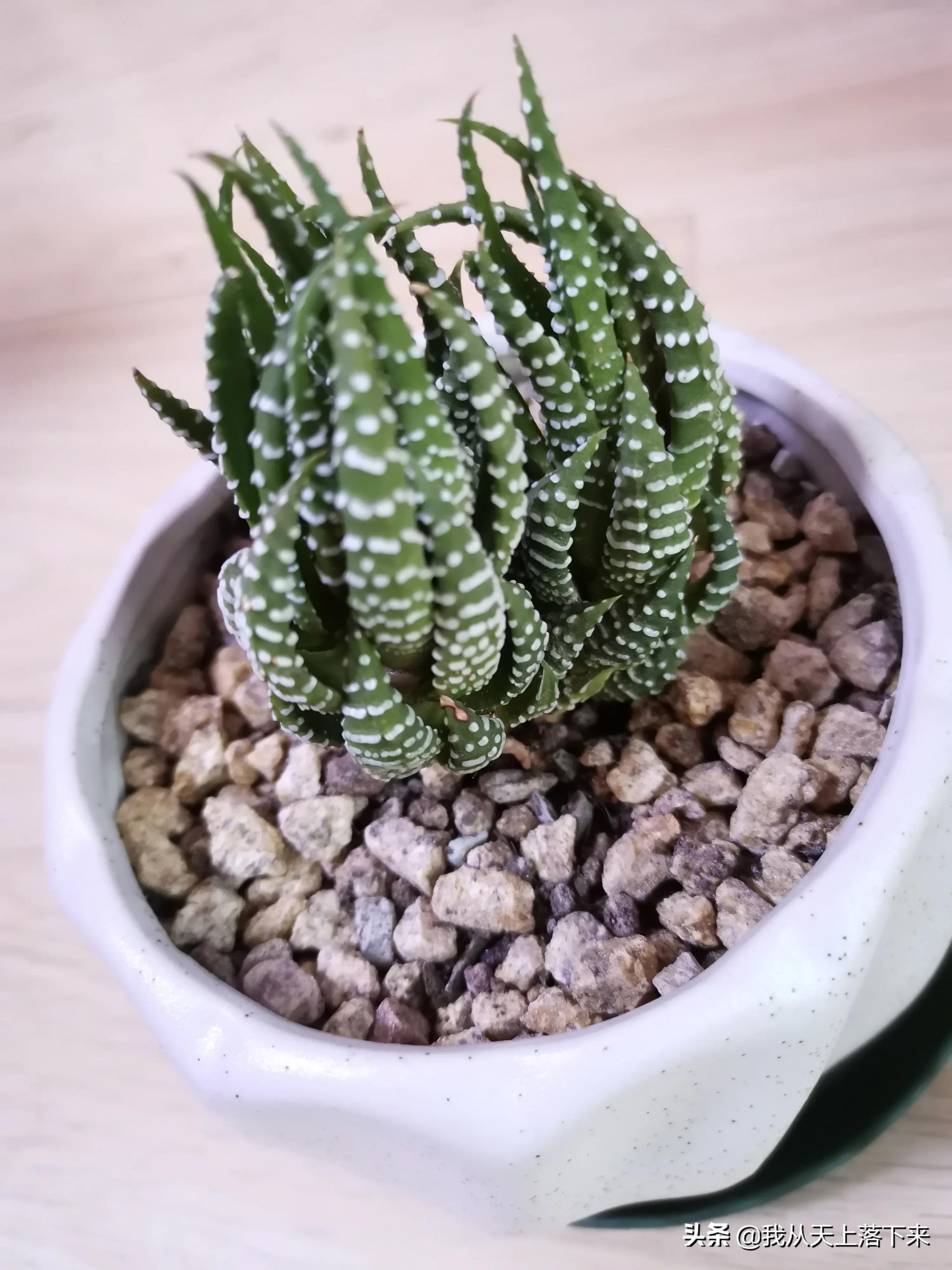 89种常见多肉植物品种图，实物拍摄，还不认识的小伙伴赶紧收藏好