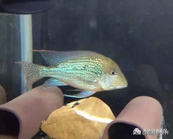 食土鲷一般多大尺寸,食土鲷哪个品种小一点