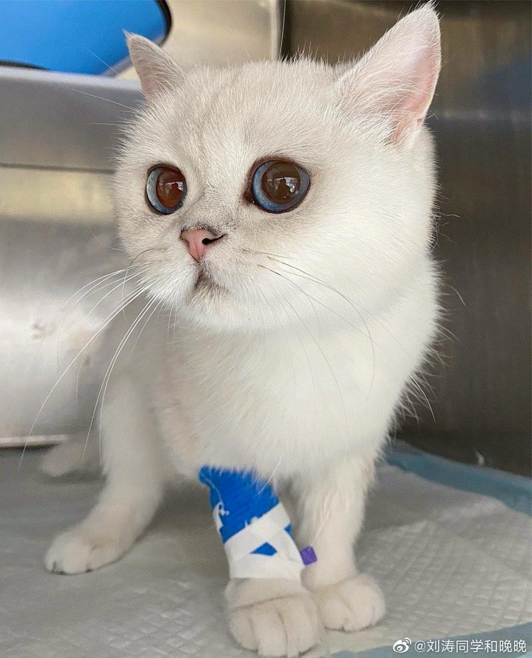 网红晚晚肾衰、胰腺异常、胆囊炎，我从中学到了什么？