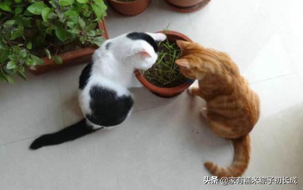 猫咪为何如此钟爱猫草,猫咪为什么喜欢吃猫猫草