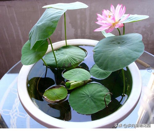 碗莲种下去多久开花,种碗莲种子当年能开花吗