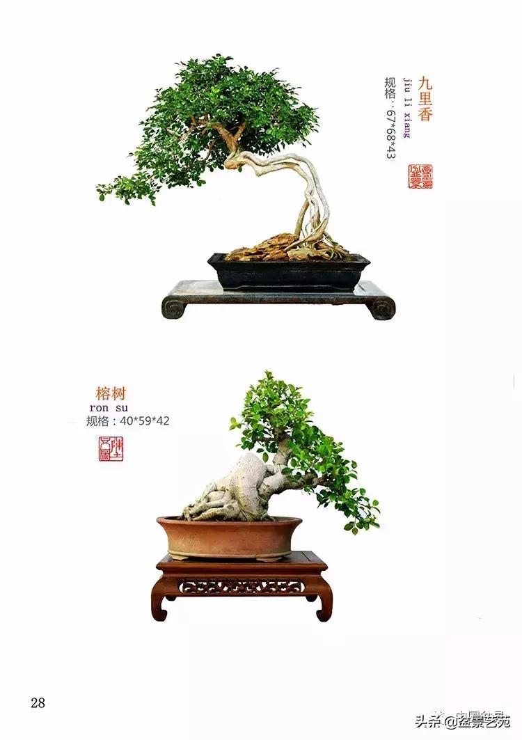 陈文图榕树欣赏,陈文图盆景