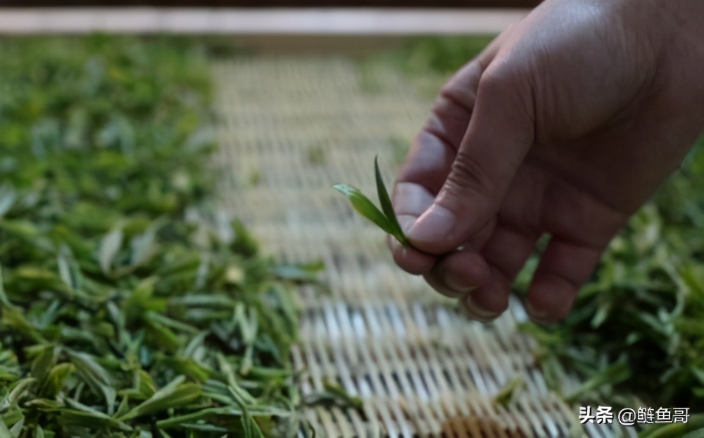 一张图六大类茶叶的工艺区别,六大类茶叶的工艺区别