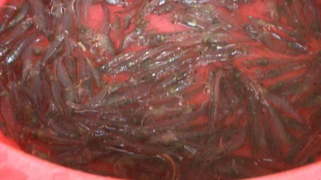 养殖海虾的真实利润,85后小伙在农村养殖