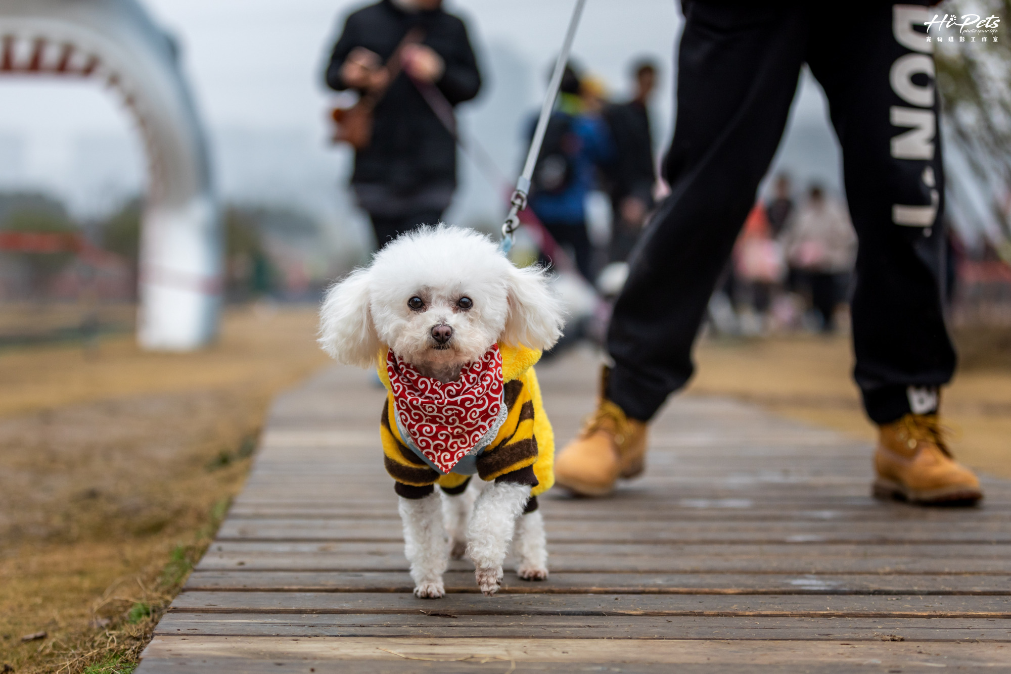 春季宠物发情期，你还在犹豫要不要为宠物绝育？