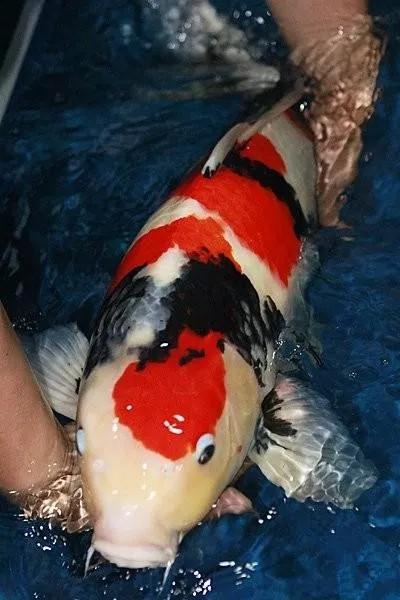 商铺顶露台怎么搭建不违法,顶楼露台改造鱼池