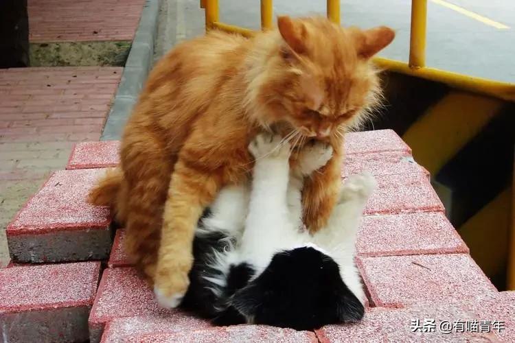 猫咪在啪啪啪的时候,究竟爽不爽?