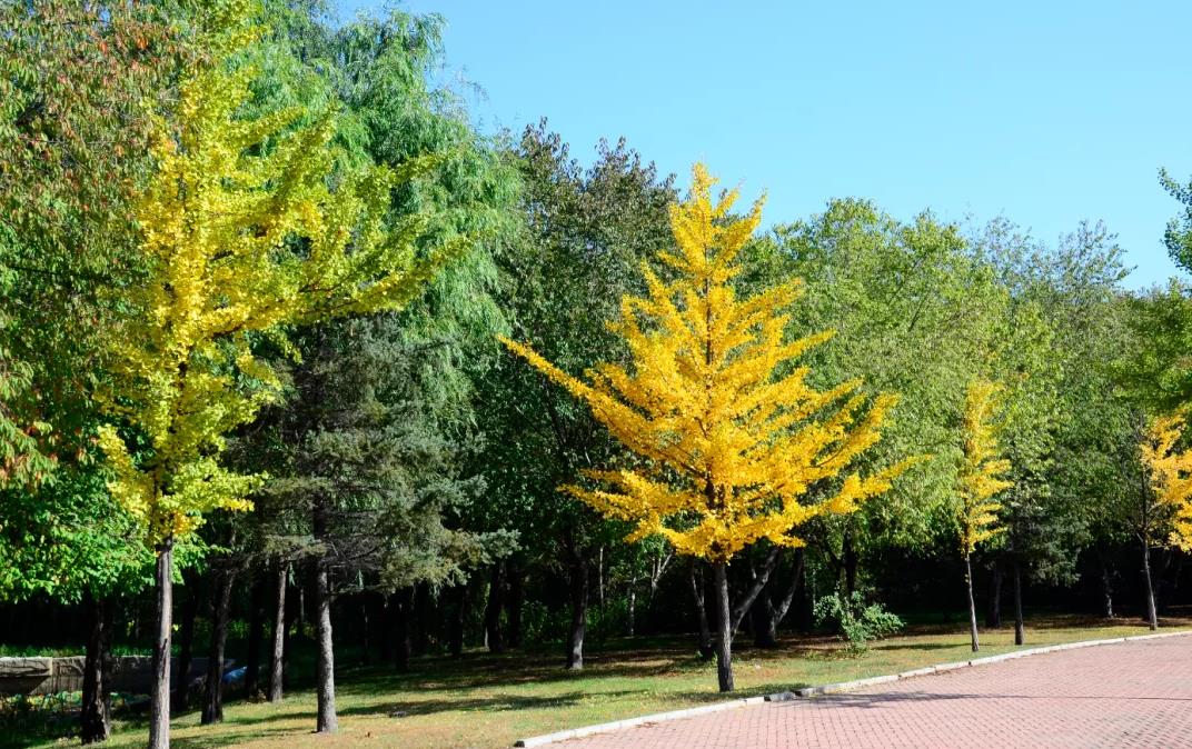 沈阳植物园一日游攻略图,沈阳植物园一日游详细攻略
