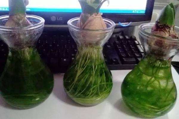 水培植物长青苔怎么去除,水培绿植青苔怎么样去除