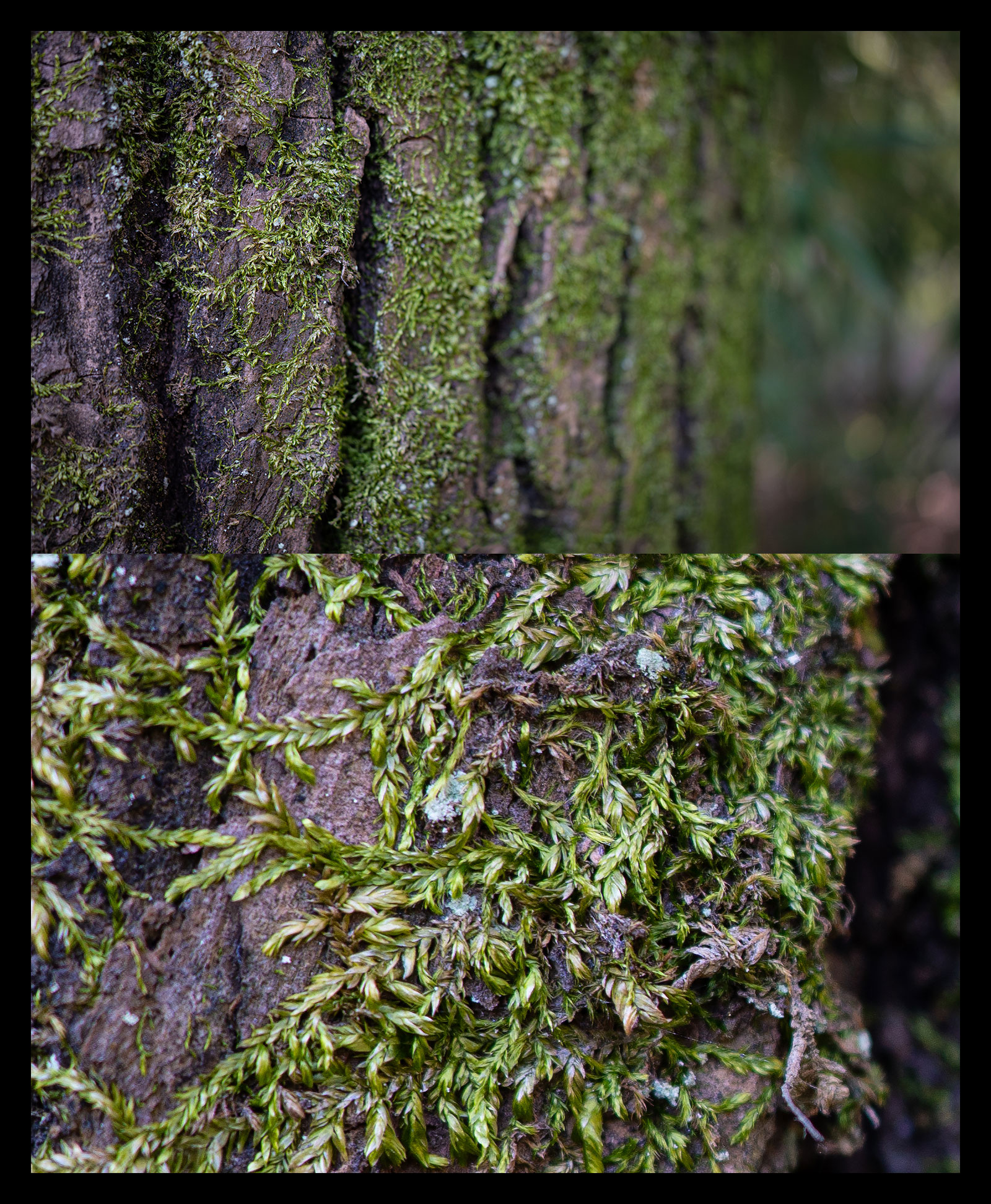 腾龙24mmf2.8全画幅广角微单镜头,腾龙352.8索尼镜头