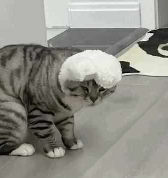 天呐!这样上厕所好舒服,我以前怎么不知道