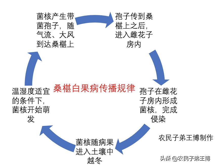 桑葚白果病什么时候防治,桑葚得白果病怎么补救