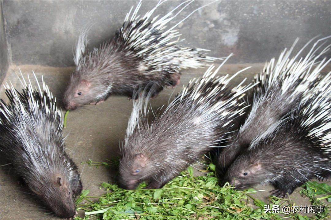 养殖豪猪效益怎么样,豪猪效益