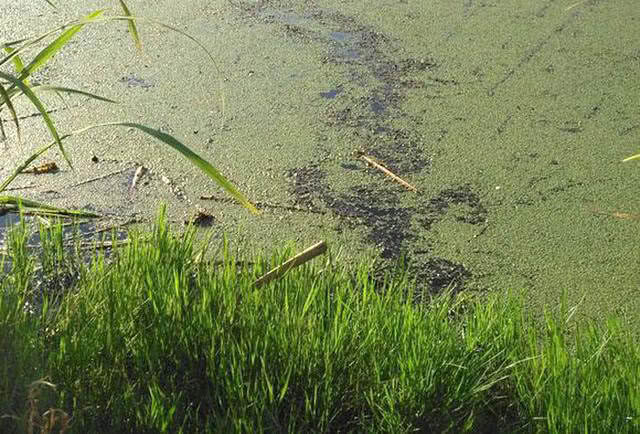 钓黑鱼妙招,钓黑鱼最好的办法视频