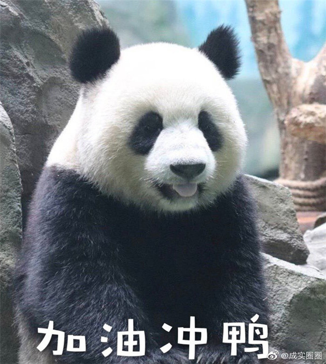 大熊猫的演变史动画,大熊猫成实