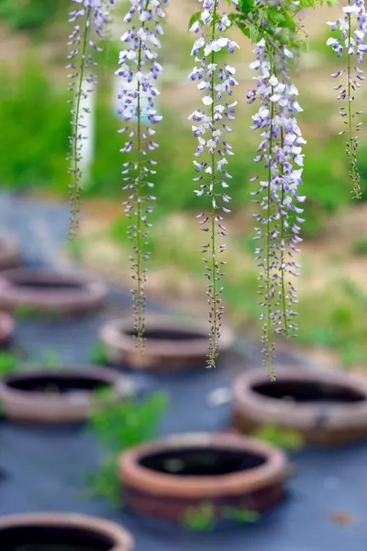 网红古树紫藤花,网红紫藤花