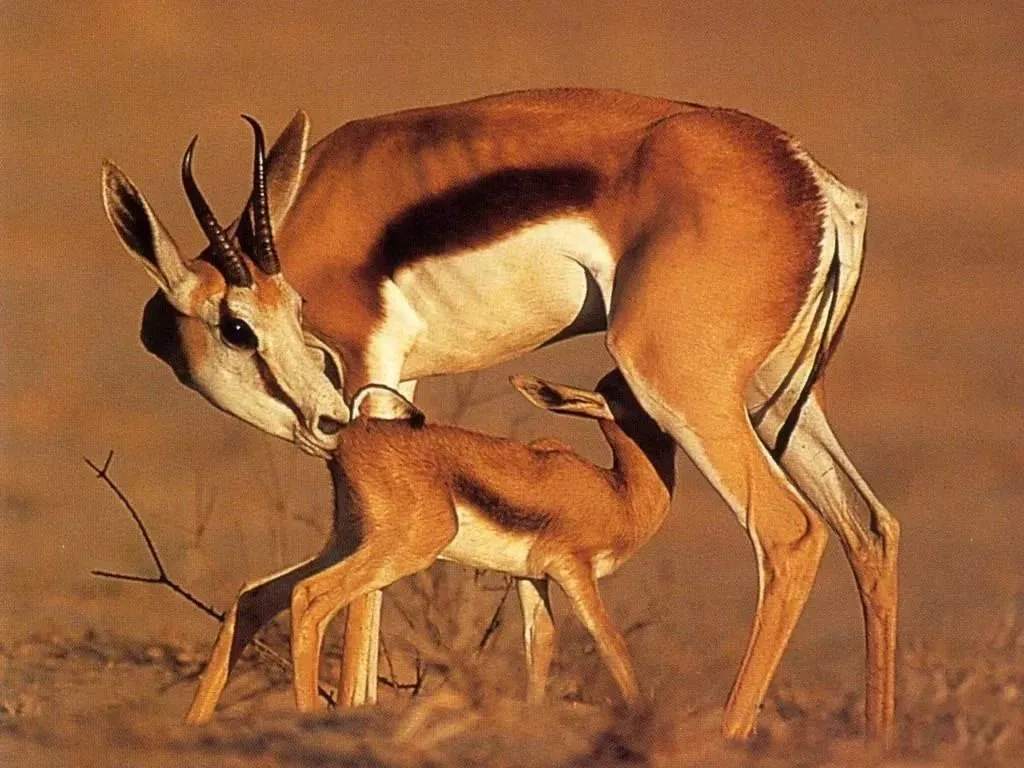 鹅喉羚交配只需2秒，真是高效率，有趣的知识又来了