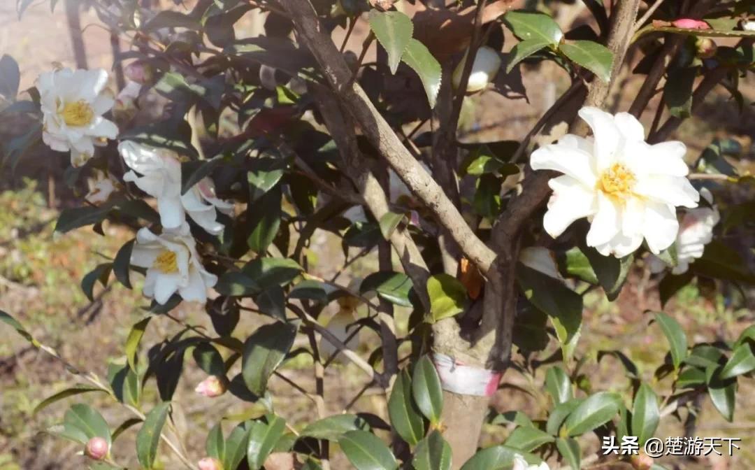 茶花盛开的地方有哪些,湖北有茶花吗