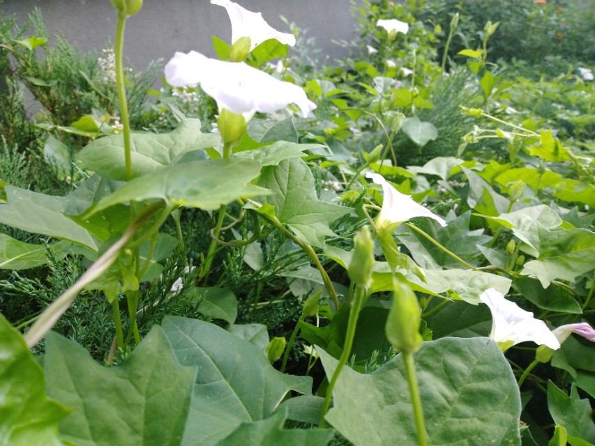 可爱的牵牛花作文400字,可爱的牵牛花的作文300字