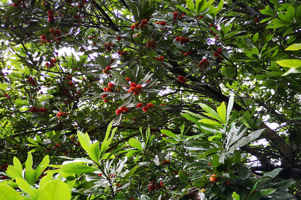 杨梅很酸怎么样才能更甜,为什么野杨梅那么酸