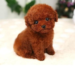 想养泰迪这6个缺点你可得想好了,怎么样来把泰迪养的又乖又漂亮呢