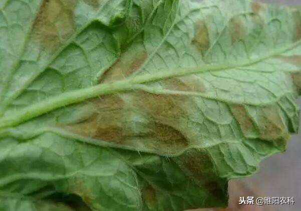 抗病毒的特效药大全,十种常见病专用药