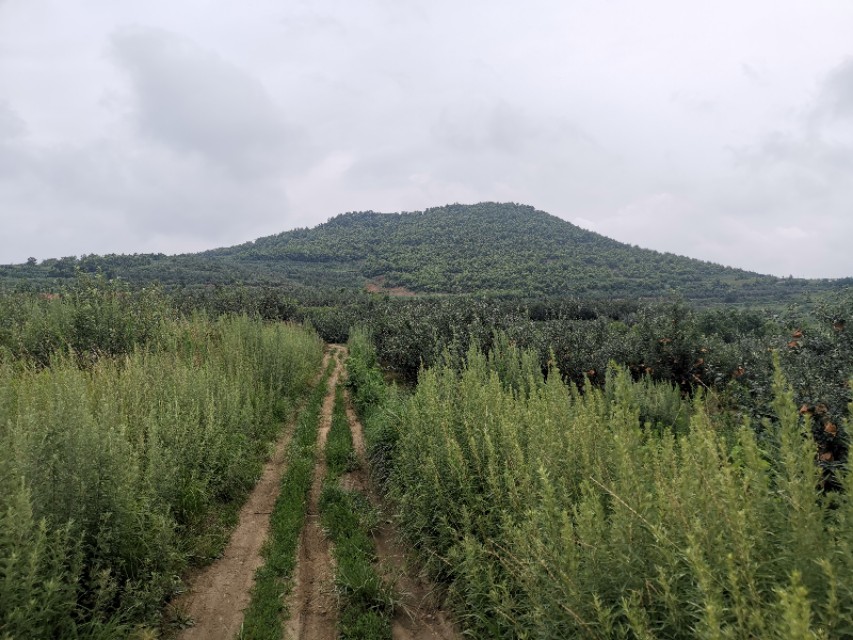 栖霞山风景区面临的问题,栖霞山怎么样了