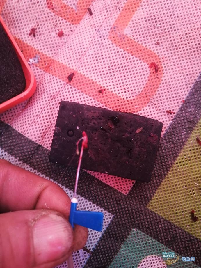 冰钓鲫鱼红虫挂大点好还是小点好,冬季钓鱼必杀饵红虫的选择与保鲜