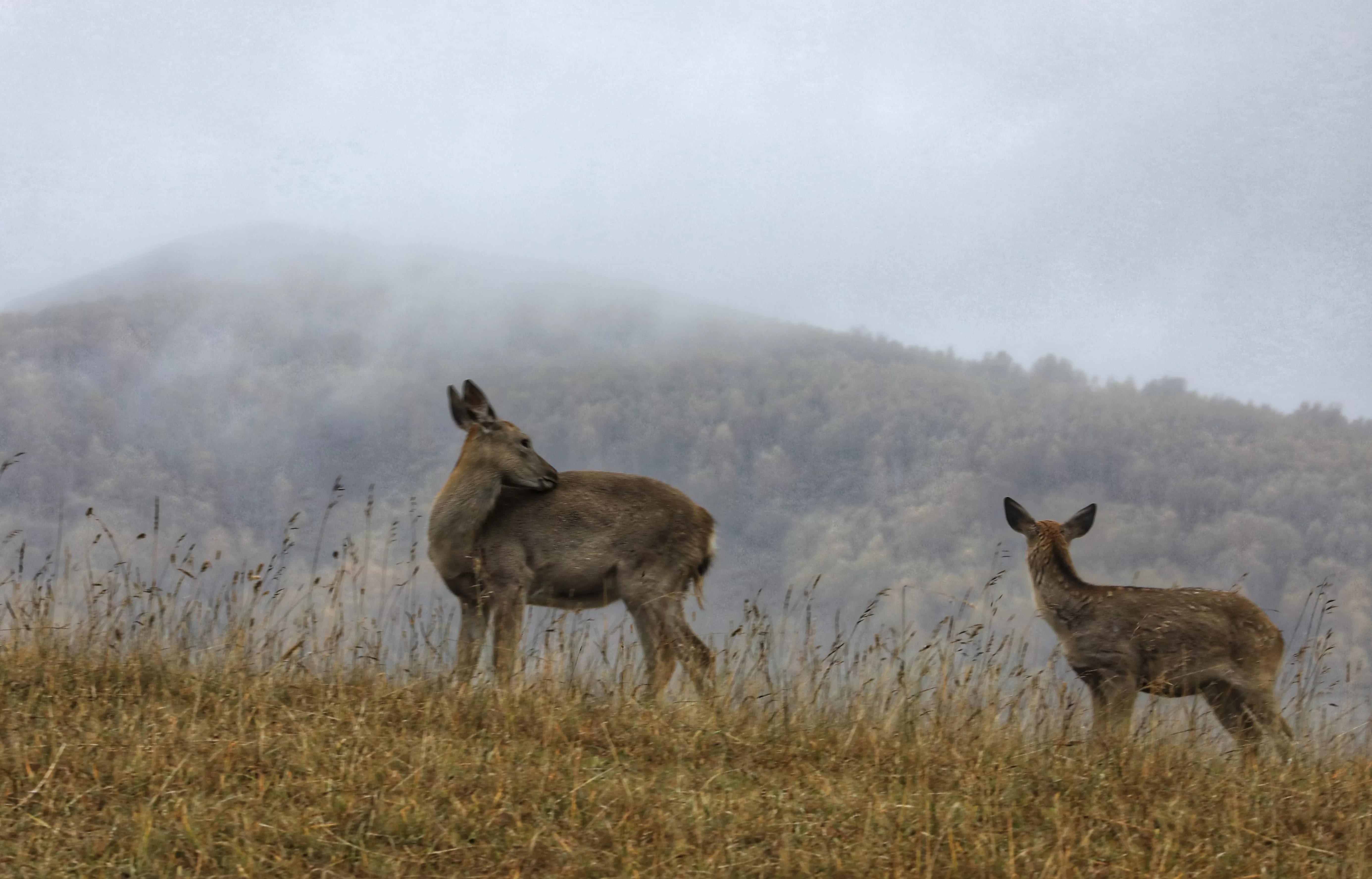 坝上秋色草原,坝上草原游记作文
