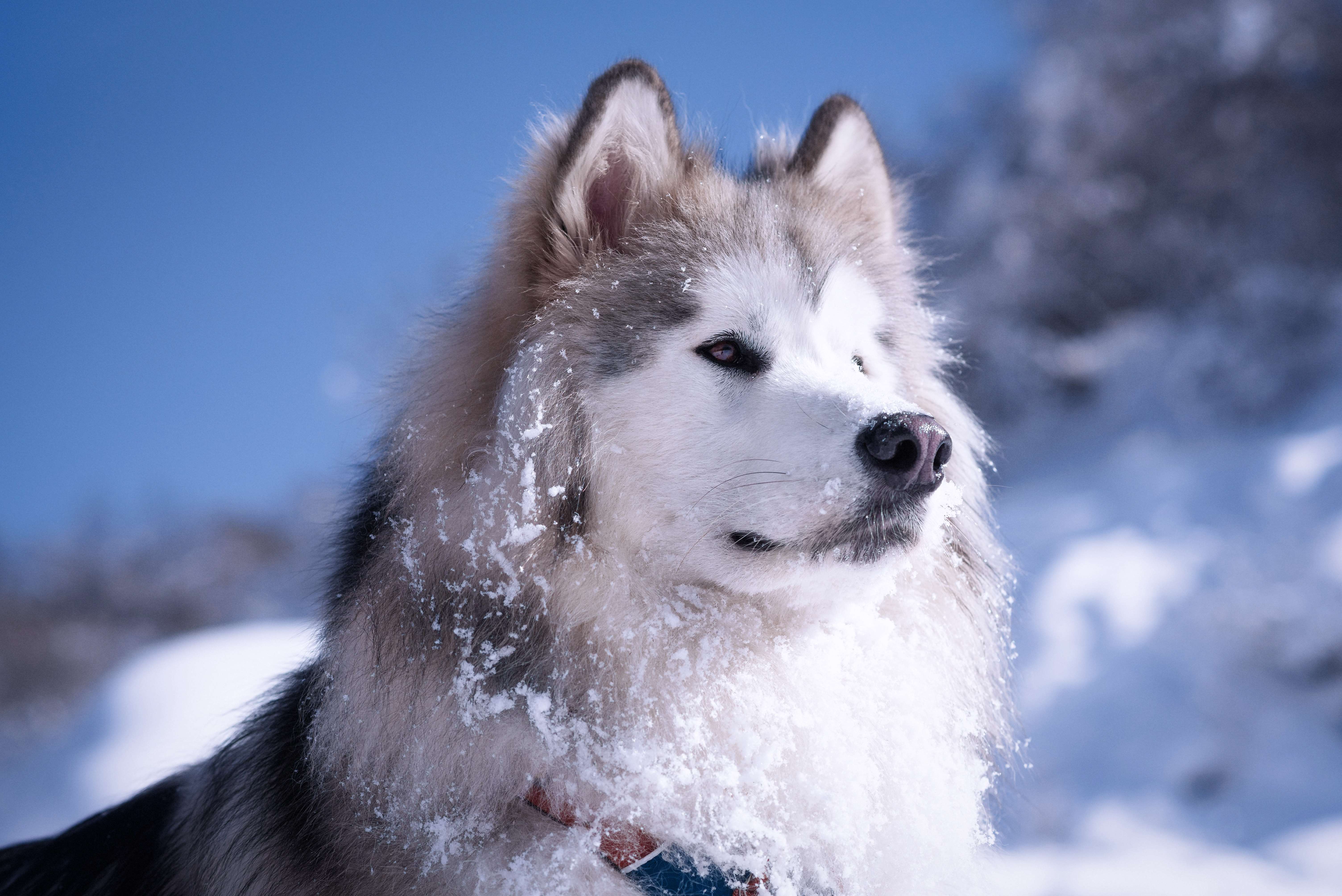二哈和阿拉斯加哪个好养,怎么区别二哈和阿拉斯加