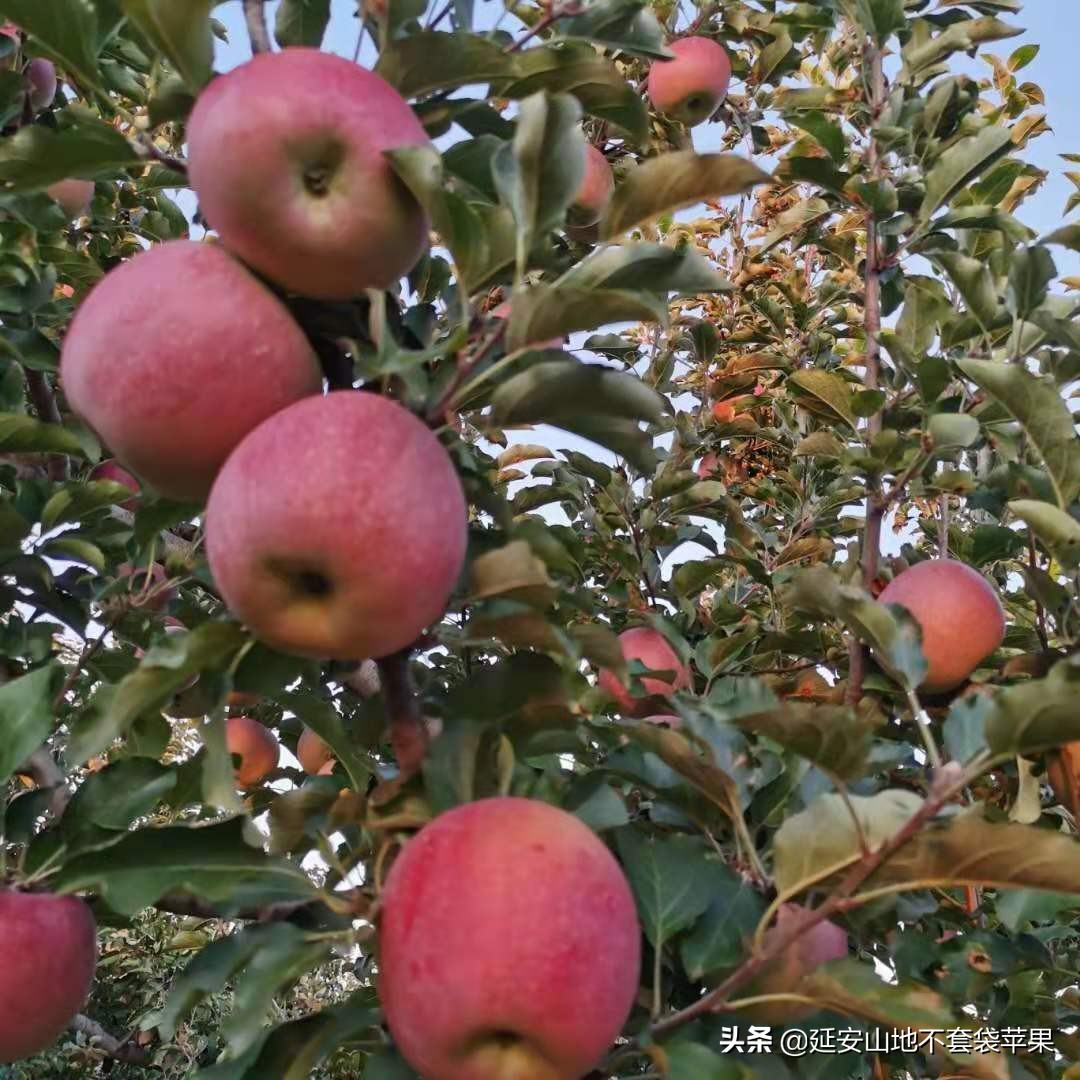 苹果为什么会缺钙?怎样科学补钙?