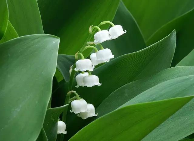 盘点那些有毒的花,有毒花草请不要误食