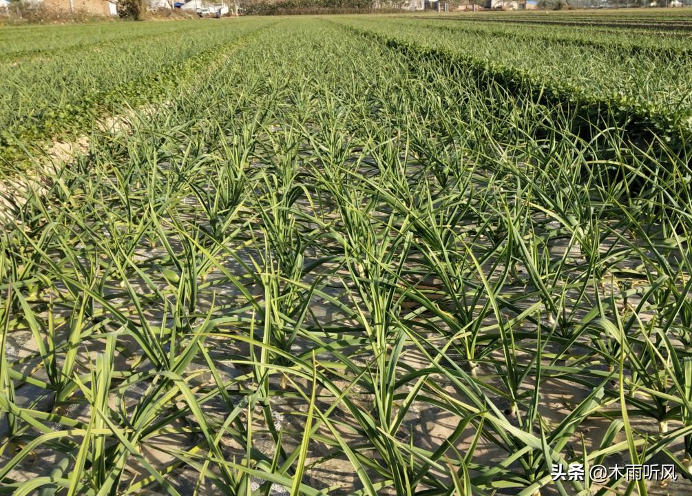 大蒜苗越冬打什么药防冻,大蒜苗冬天冻了怎么办