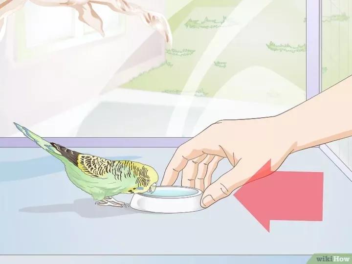 如何喂养虎皮鹦鹉,虎皮鹦鹉人工喂养