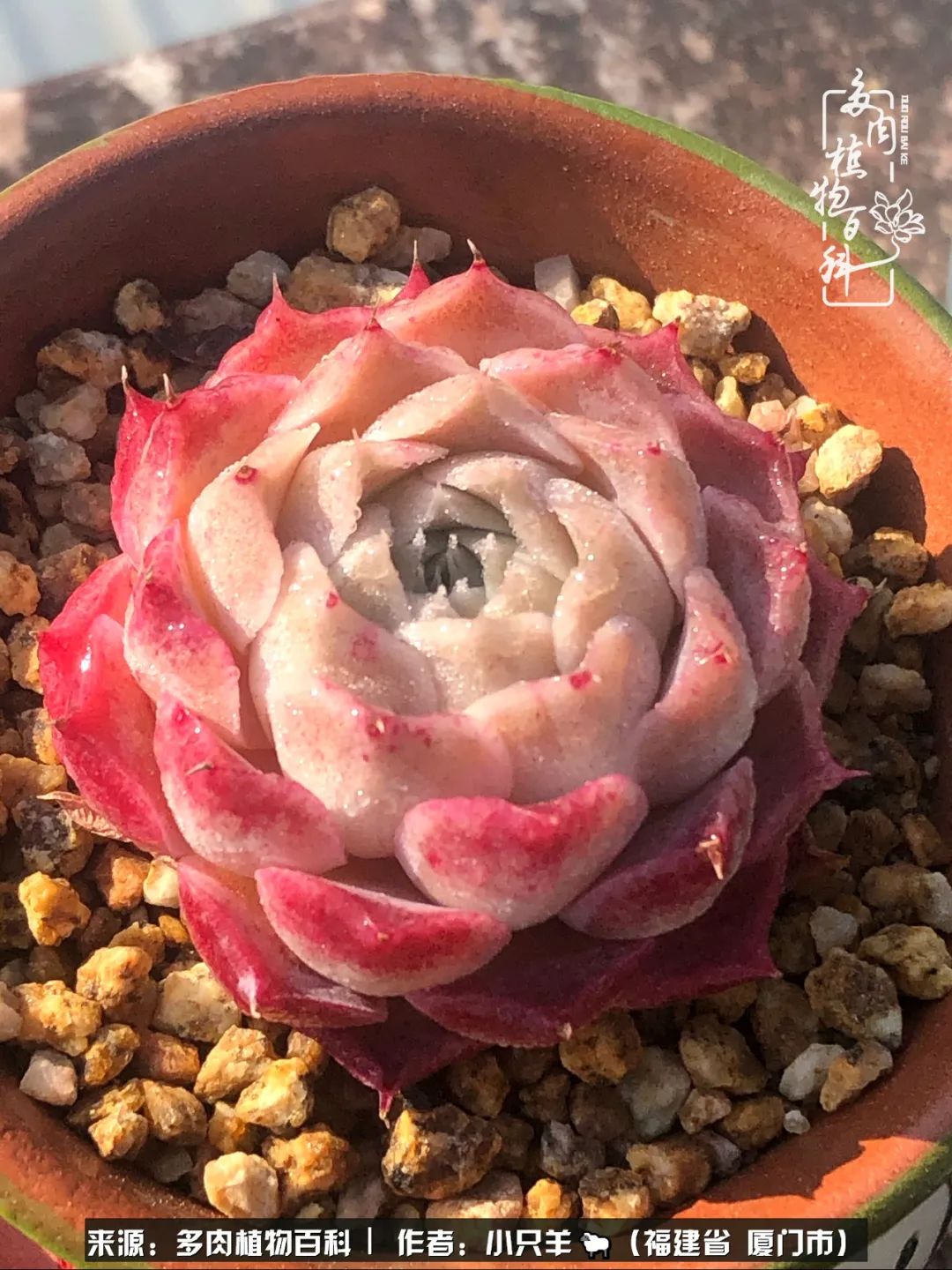 多肉像葡萄一样,多肉像铃兰一样