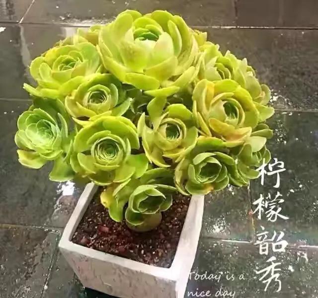 多肉法师韶羞现在能摘心吗,多肉法师欧紫跟韶羞的对比图