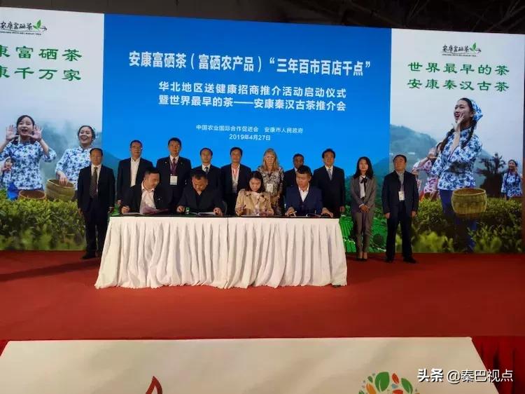 秦汉古茶价格,秦汉古茶图片