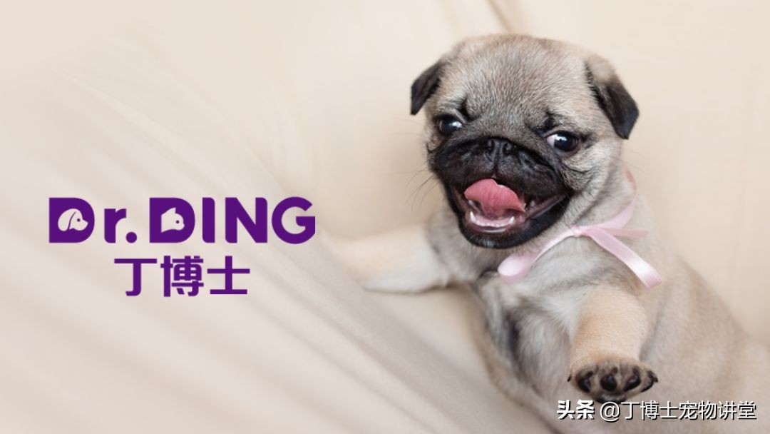 饲养幼犬教学,养宠新手喂食