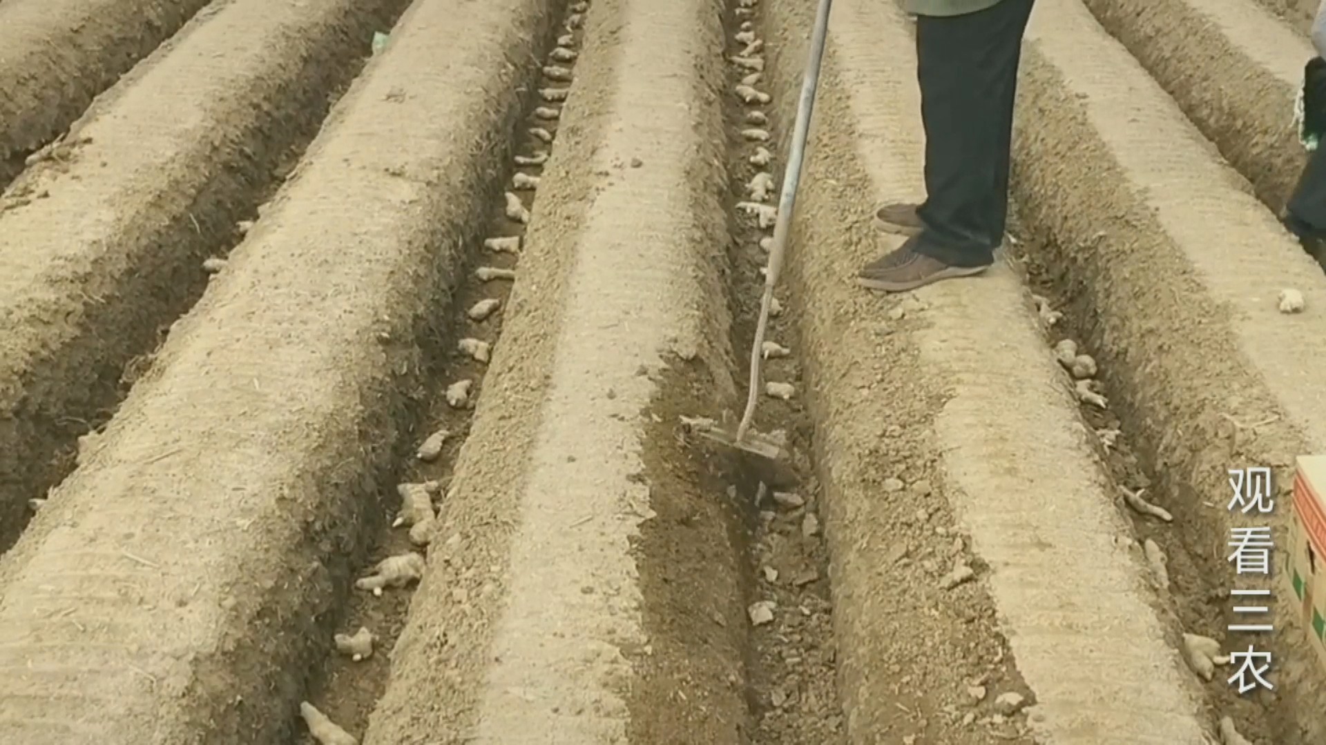 种植大姜的正确方法和步骤,种植一亩大姜需要多少成本